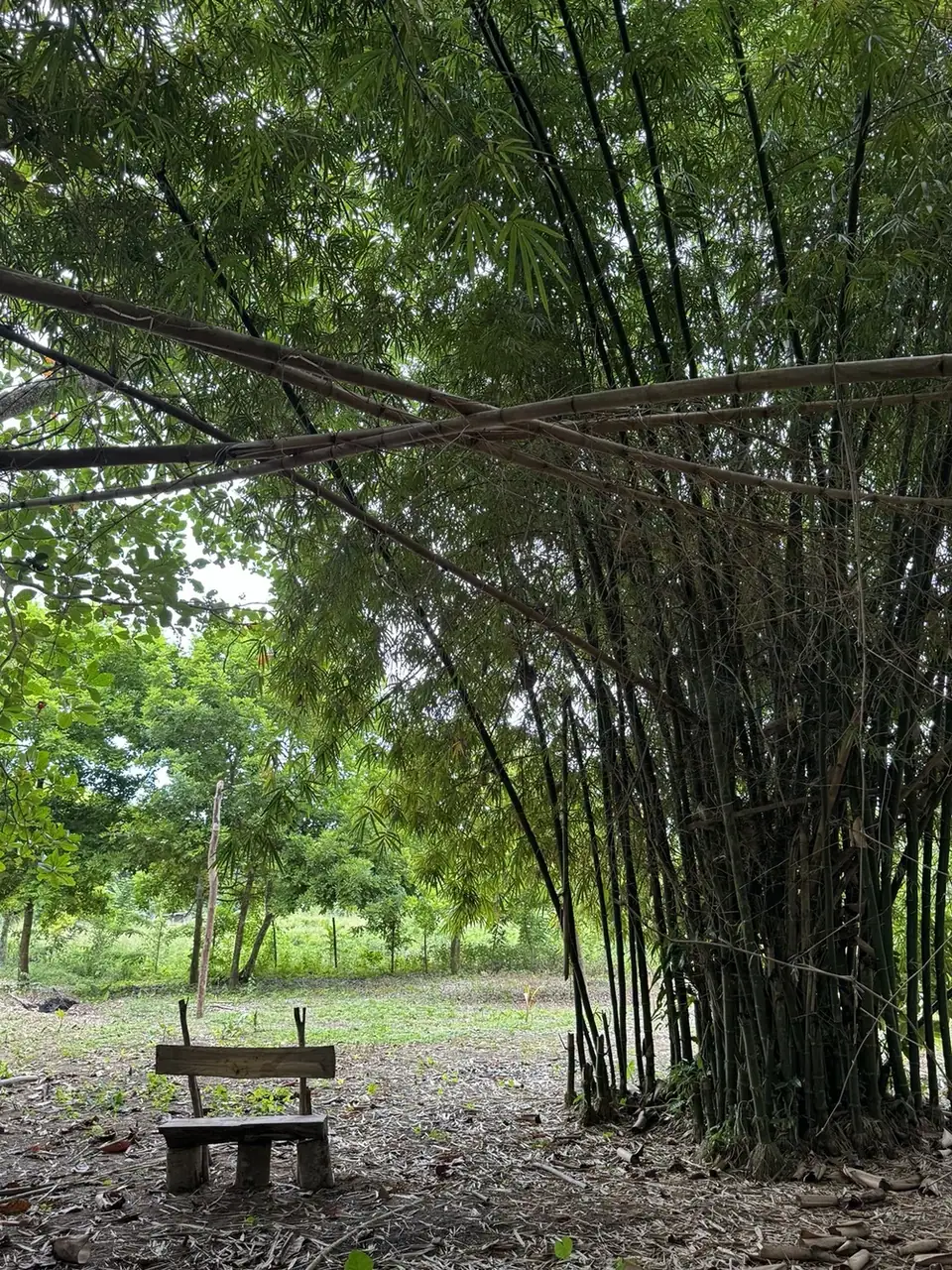 Quiet seating place shaded by bamboo near River’s Edge