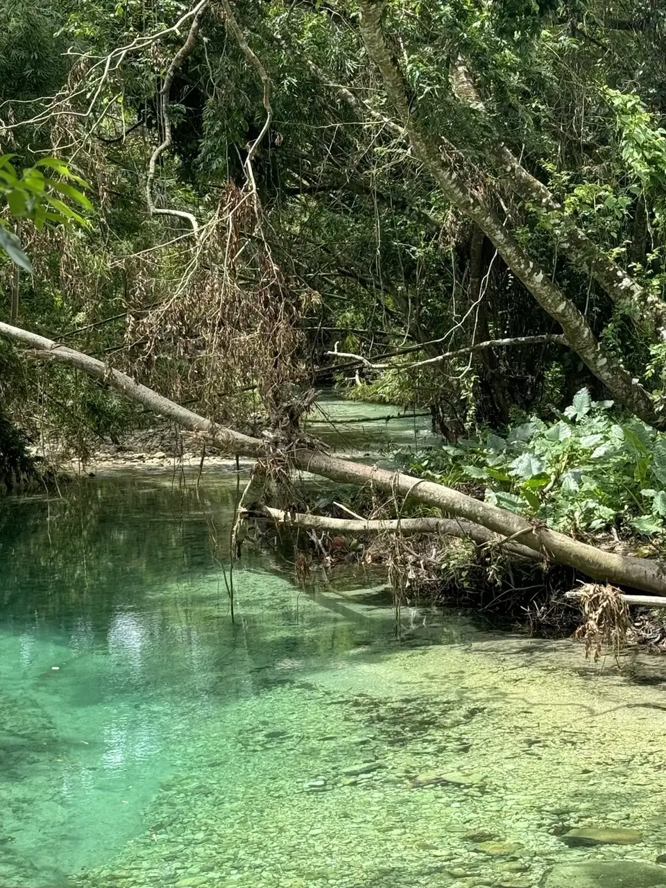 Clear turquoise river water surrounded by lush tropical vegetation