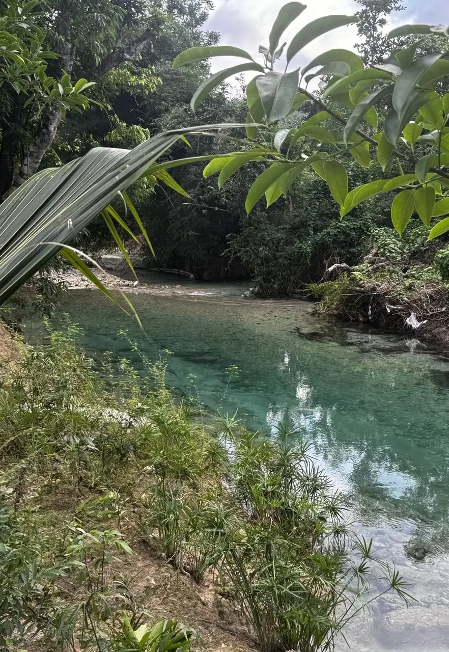 A quiet turquoise bend of the Reach River amid lush trees and tropical foliage